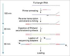 Набор для прямого секвенирования кДНК, Direct cDNA Sequencing Kit